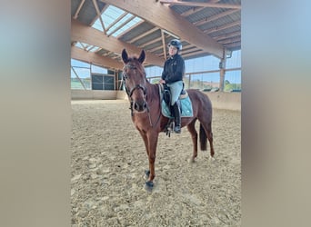 Spanish Sporthorse, Gelding, 6 years, 15,3 hh, Chestnut-Red