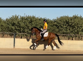 Spanish Sporthorse, Gelding, 6 years, 15,2 hh, Brown