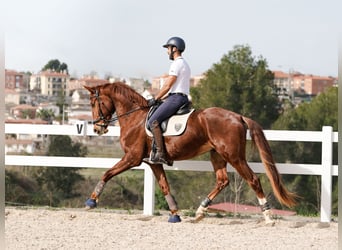 Spanish Sporthorse, Gelding, 6 years, 16,1 hh, Chestnut-Red