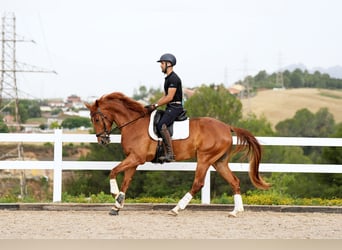 Spanish Sporthorse, Gelding, 6 years, 16.1 hh, Chestnut-Red