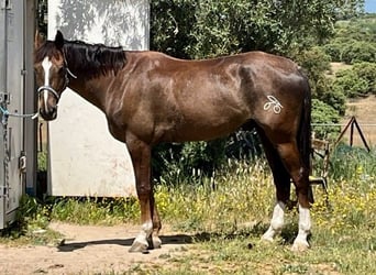 Spanish Sporthorse Mix, Gelding, 6 years, 16.1 hh, Chestnut
