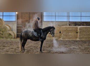 Spanish Sporthorse, Gelding, 6 years, 16.2 hh, Gray