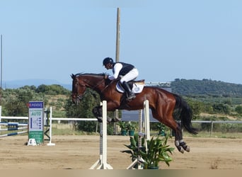 Spanish Sporthorse, Gelding, 6 years, 16.3 hh, Brown