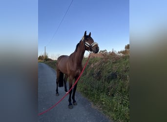 Spanish Sporthorse, Gelding, 6 years, 16 hh, Brown-Light