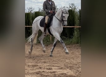 Spanish Sporthorse, Gelding, 6 years, 16 hh, Gray