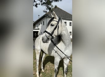 Spanish Sporthorse, Gelding, 6 years, 16 hh, Gray