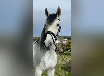 Spanish Sporthorse, Gelding, 6 years, 16 hh, Gray