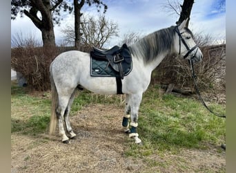 Spanish Sporthorse, Gelding, 6 years, 16 hh, Gray