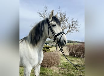 Spanish Sporthorse, Gelding, 6 years, 16 hh, Gray