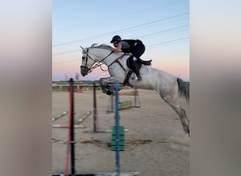 Spanish Sporthorse, Gelding, 6 years, 16 hh, Gray