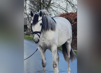 Spanish Sporthorse, Gelding, 6 years, 16,1 hh, Grey