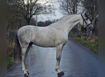 Spanish Sporthorse, Gelding, 6 years, 16,1 hh, Grey