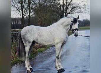 Spanish Sporthorse, Gelding, 6 years, 16,1 hh, Grey