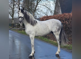 Spanish Sporthorse, Gelding, 6 years, 16,1 hh, Grey