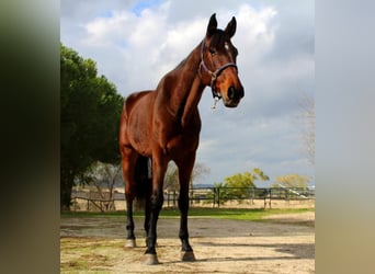 Spanish Sporthorse, Gelding, 6 years, 16,3 hh, Brown