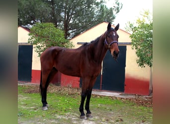 Spanish Sporthorse, Gelding, 6 years, 16,3 hh, Brown