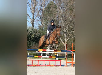 Spanish Sporthorse, Gelding, 6 years, 17 hh, Brown