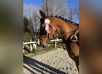 Spanish Sporthorse, Gelding, 6 years, 17 hh, Brown