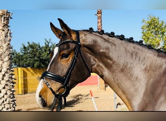 Spanish Sporthorse, Gelding, 6 years, 17 hh, Brown