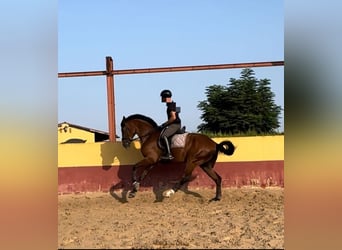 Spanish Sporthorse, Gelding, 6 years, 17 hh, Brown