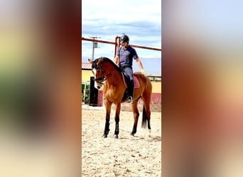 Spanish Sporthorse, Gelding, 6 years, 17 hh, Brown