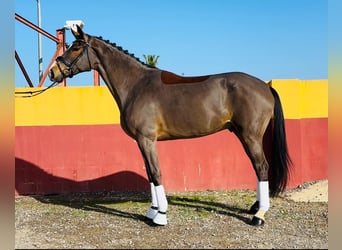 Spanish Sporthorse, Gelding, 6 years, 17 hh, Brown