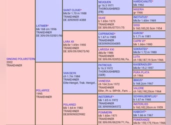 Spanish Sporthorse, Gelding, 6 years, 17 hh, Brown