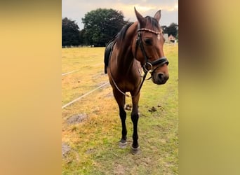 Spanish Sporthorse, Gelding, 7 years, 15.1 hh, Brown