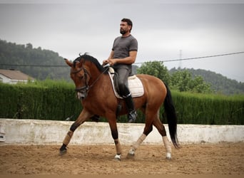 Spanish Sporthorse Mix, Gelding, 7 years, 15.2 hh, Brown