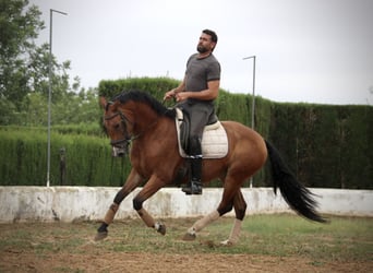 Spanish Sporthorse Mix, Gelding, 7 years, 15.2 hh, Brown
