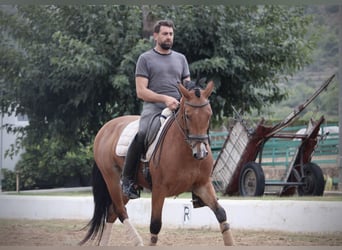 Spanish Sporthorse Mix, Gelding, 7 years, 15.2 hh, Brown