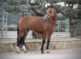 Spanish Sporthorse Mix, Gelding, 7 years, 15.2 hh, Brown