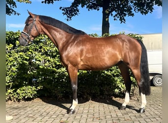 Spanish Sporthorse, Gelding, 7 years, 15,2 hh, Brown