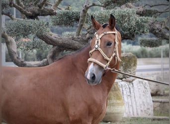 Spanish Sporthorse Mix, Gelding, 7 years, 15,2 hh, Brown