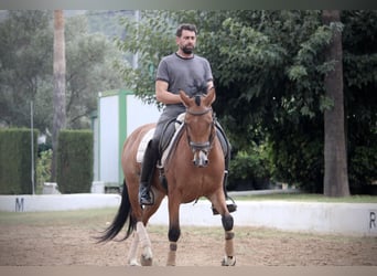 Spanish Sporthorse Mix, Gelding, 7 years, 15,2 hh, Brown