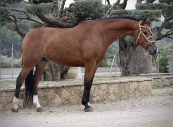 Spanish Sporthorse Mix, Gelding, 7 years, 15,2 hh, Brown
