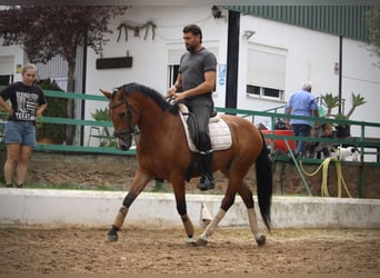 Spanish Sporthorse Mix, Gelding, 7 years, 15,2 hh, Brown