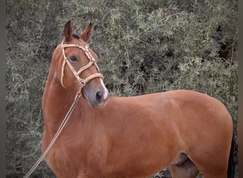 Spanish Sporthorse Mix, Gelding, 7 years, 15,2 hh, Brown