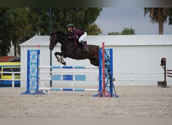 Spanish Sporthorse, Gelding, 7 years, 16 hh, Bay-Dark