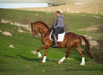 Spanish Sporthorse, Gelding, 7 years, 16,1 hh, Sorrel