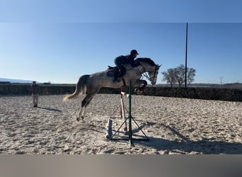 Spanish Sporthorse, Gelding, 7 years, 17.1 hh, Chestnut