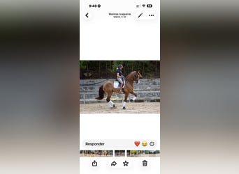 Spanish Sporthorse, Gelding, 7 years, 17 hh, Chestnut