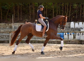 Spanish Sporthorse, Gelding, 7 years, 17 hh, Chestnut
