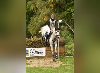 Spanish Sporthorse, Gelding, 8 years, 14.2 hh, Grey