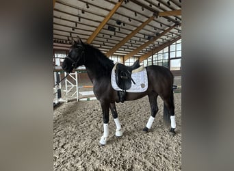 Spanish Sporthorse, Gelding, 8 years, 15,1 hh, Black