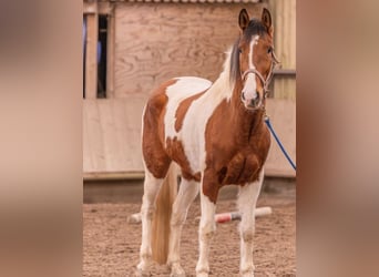 Spanish Sporthorse, Gelding, 8 years, 15,1 hh, Pinto