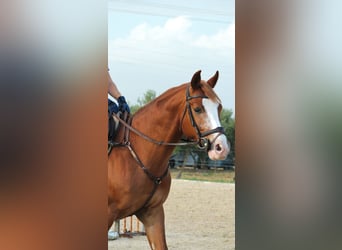 Spanish Sporthorse, Gelding, 8 years, 15,2 hh, Chestnut-Red