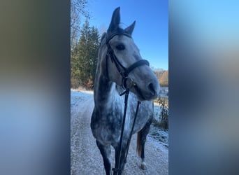 Spanish Sporthorse, Gelding, 8 years, 15,2 hh, Gray-Dapple