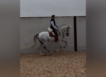 Spanish Sporthorse, Gelding, 8 years, 15.2 hh, Grey