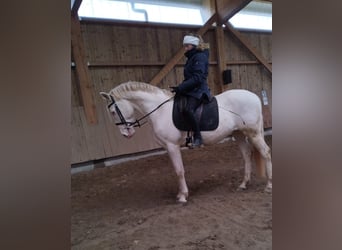 Spanish Sporthorse, Gelding, 8 years, 15,1 hh, Perlino